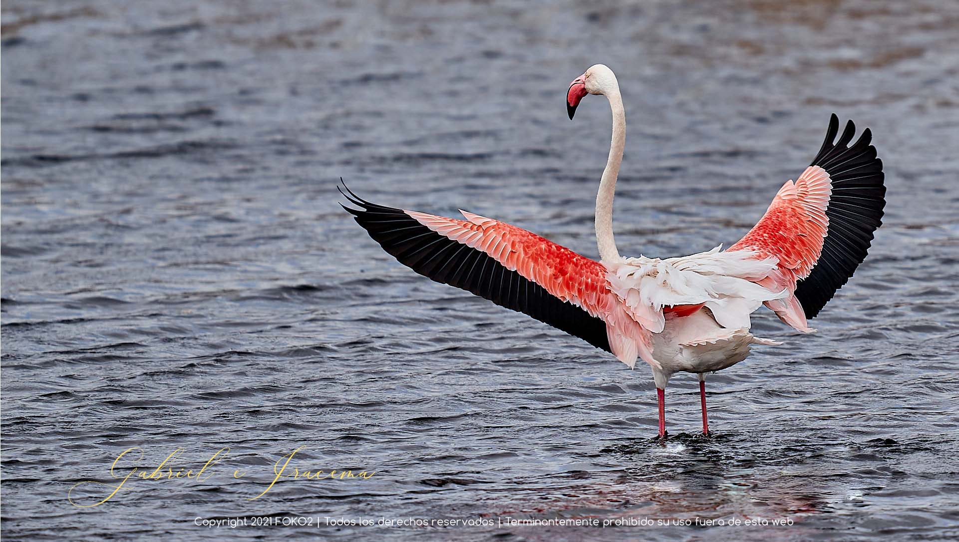 fotografía profesional flamenco