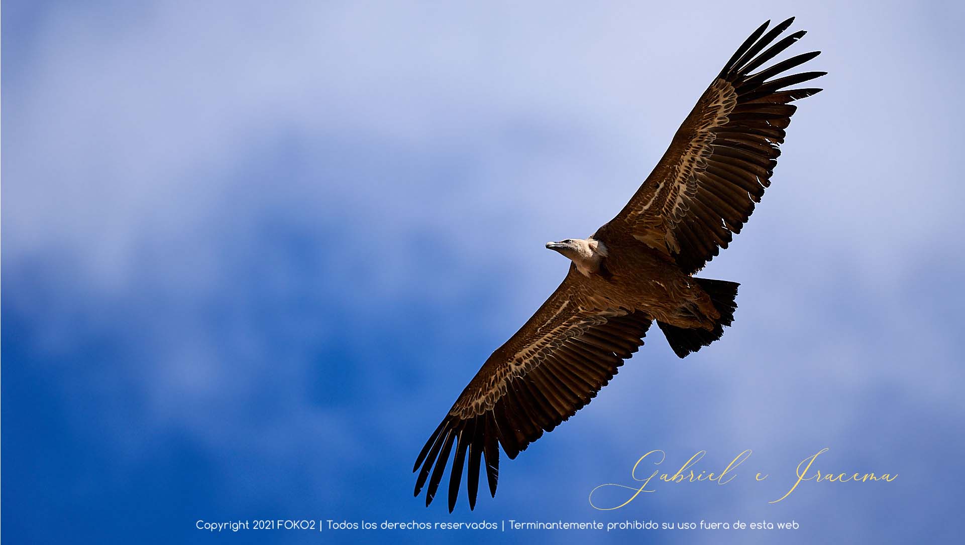 fotografía profesional gaviota