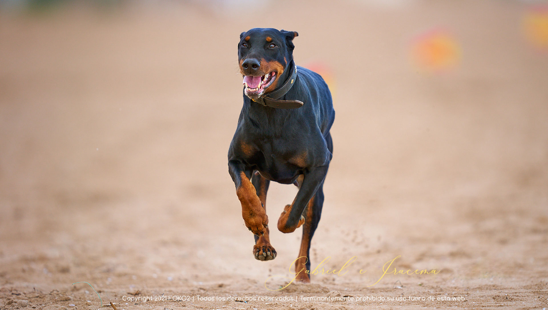 fotografía profesional mascotas en acción
