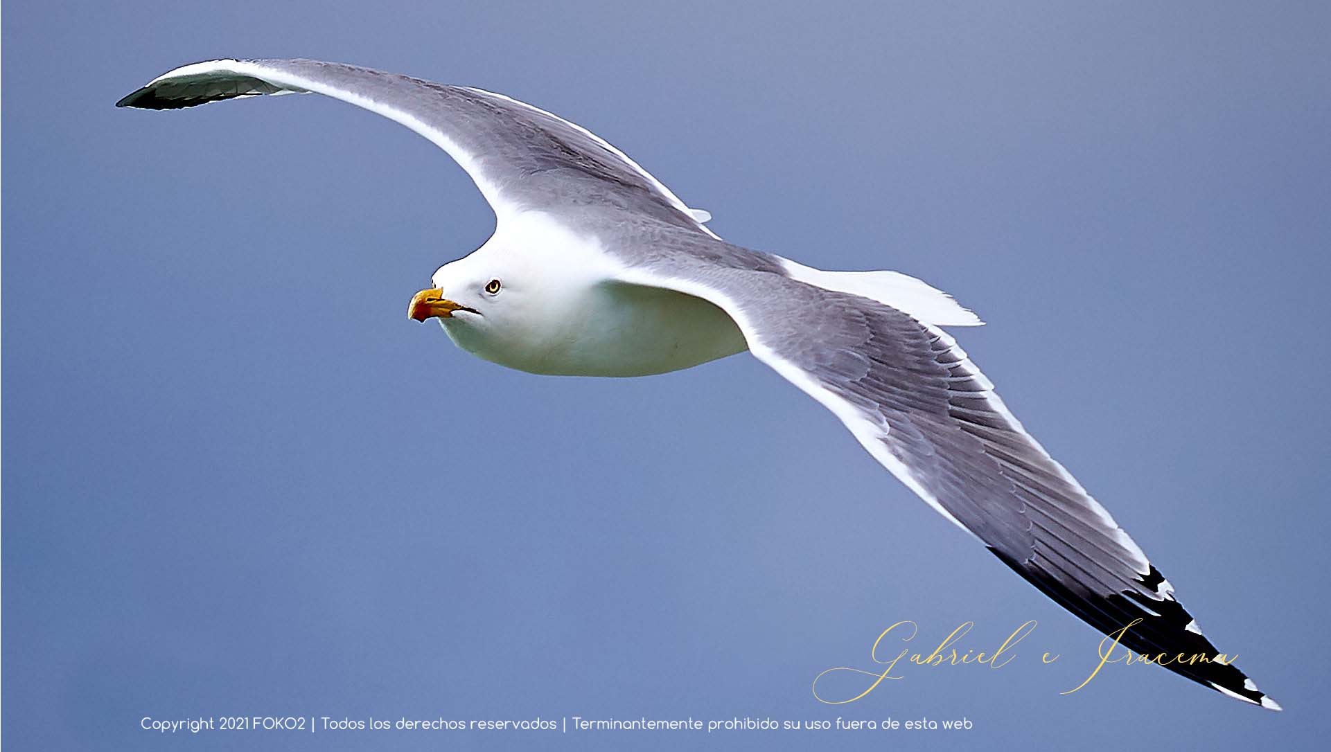 fotografía profesional buitre